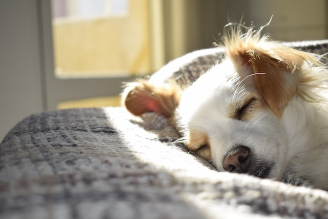 a dog sleeping in a pet bed