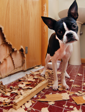 Pet Damage Guarantee